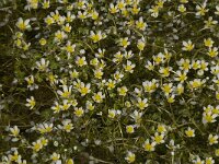 Ranunculus aquatilis var diffusus 2, Middelste waterranonkel, Saxifraga-Willem van Kruijsbergen