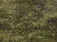 Ranunculus aquatilis var diffusus 3, Middelste waterranonkel, Saxifraga-Willem van Kruijsbergen