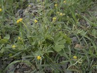 Ranunculus auricomus 26, Gulden boterbloem, Saxifraga-Willem van Kruijsbergen