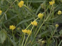 Ranunculus auricomus 28, Gulden boterbloem, Saxifraga-Willem van Kruijsbergen