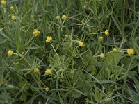 Ranunculus auricomus 30, Gulden boterbloem, Saxifraga-Willem van Kruijsbergen