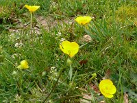 Ranunculus bulbosus 35, Knolboterbloem, Saxifraga-Hans Grotenhuis