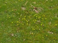 Ranunculus bulbosus 36, Knolboterbloem, Saxifraga-Hans Grotenhuis