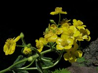 Ranunculus cortusifolius 11, Saxifraga-Ed Stikvoort