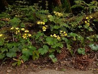 Ranunculus cortusifolius 13, Saxifraga-Ed Stikvoort