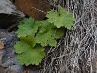 Ranunculus cortusifolius 14, Saxifraga-Ed Stikvoort