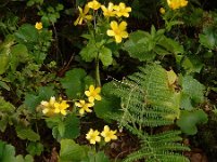 Ranunculus cortusifolius 2, Saxifraga-Ed Stikvoort