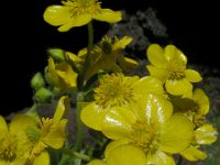 Ranunculus cortusifolius 7, Saxifraga-Ed Stikvoort