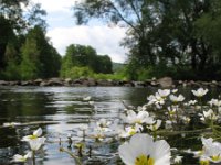 Ranunculus fluitans, River Water Crowfoot