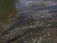 Ranunculus fluitans 10, Vlottende waterranonkel, Saxifraga-Ed Stikvoort : jura2010