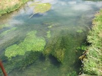 Ranunculus fluitans 5, Vlottende waterranonkel, Saxifraga-Jasenka Topic