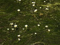 Ranunculus fluitans 7, Vlottende waterranonkel, Saxifraga-Willem van Kruijsbergen