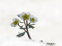 Ranunculus glacialis 35, Saxifraga-Luuk Vermeer