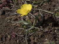 Ranunculus gramineus 11, Saxifraga-Willem van Kruijsbergen