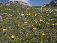 Ranunculus gramineus 13, Saxifraga-Willem van Kruijsbergen