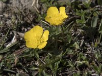 Ranunculus gramineus 9, Saxifraga-Willem van Kruijsbergen