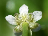 Ranunculus hederaceus 26, Klimopwaterranonkel, Saxifraga-Sonja Bouwman  998. Klimopwaterranonkel - Ranunculus hederaceus - Ranunculaceae familie (i)