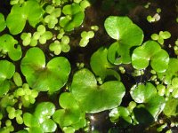 Ranunculus hederaceus 1, Klimopwaterranonkel, Saxifraga-Rutger Barendse