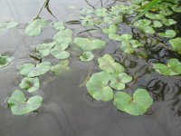 Ranunculus hederaceus 10, Klimopwaterranonkel, Saxifraga-Rutger Barendse