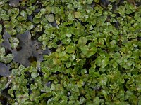 Ranunculus hederaceus 16, Klimopwaterranonkel, Saxifraga-Ed Stikvoort