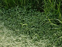 Ranunculus hederaceus 18, Klimopwaterranonkel, Saxifraga-Ed Stikvoort