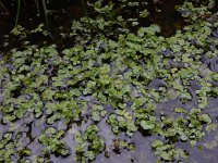 Ranunculus hederaceus 25, Klimopwaterranonkel, Saxifraga-Ed Stikvoort