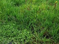 Ranunculus hederaceus 3, Klimopwaterranonkel, Saxifraga-Hans Boll