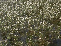 Ranunculus hederaceus 7, Klimopwaterranonkel, Saxifraga-Jeroen Willemsen