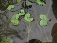 Ranunculus hederaceus 9, Klimopwaterranonkel, Saxifraga-Rutger Barendse