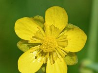 Ranunculus hybridus 15, Saxifraga-Sonja Bouwman  Ranunculus hybridus - Ranunculaceae familie; Croda Rossa (Moos, I), Tre Cime (I)