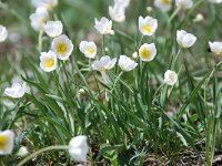 Ranunculus kuepferi 35, Saxifraga-Luuk Vermeer