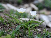 Ranunculus kuepferi 36, Saxifraga-Luuk Vermeer