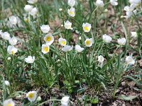 Ranunculus kuepferi 37, Saxifraga-Luuk Vermeer