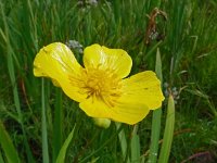 Ranunculus lingua 21, Grote boterbloem, Saxifraga-Hans Grotenhuis