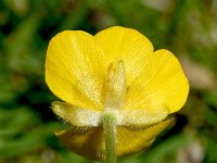 Ranunculus montanus 14, Saxifraga-Sonja Bouwman  Mountain buttercup - Ranunculus montanus - Ranunculaceae familie