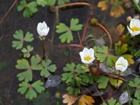 Ranunculus ololeucos 14, Witte waterranonkel, Saxifraga-Hans Dekker