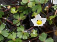 Ranunculus ololeucos 7, Witte waterranonkel, Saxifraga-Hans Dekker