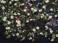 Ranunculus peltatus 19, Grote waterranonkel, Saxifraga-Ed Stikvoort