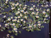 Ranunculus peltatus 20, Grote waterranonkel, Saxifraga-Ed Stikvoort