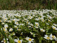 Ranunculus peltatus 29, Grote waterranonkel, Saxifraga-Ed Stikvoort