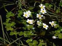 Ranunculus peltatus 30, Grote waterranonkel, Saxifraga-Ed Stikvoort