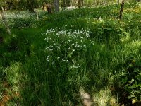 Ranunculus platanifolius 18, Saxifraga-Peter Meininger