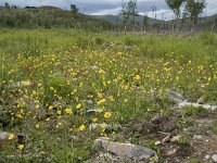Ranunculus repens 40, Kruipende boterbloem, Saxifraga-Willem van Kruijsbergen