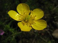 Ranunculus sardous 1, Behaarde boterbloem, Saxifraga-Rutger Barendse