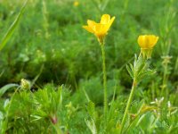 Ranunculus sardous 10, Behaarde boterbloem, Saxifraga-Ed Stikvoort