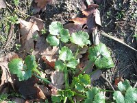 Ranunculus sardous 11, Behaarde boterbloem, Saxifraga-Rutger Barendse