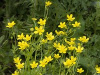 Ranunculus sardous 18, Behaarde boterbloem, Saxifraga-Willem van Kruijsbergen