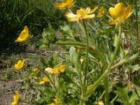 Ranunculus sardous 19, Behaarde boterbloem, Saxifraga-Ed Stikvoort