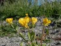 Ranunculus sardous 22, Behaarde boterbloem, Saxifraga-Ed Stikvoort