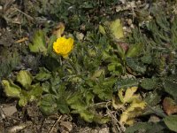 Ranunculus sardous 3, Behaarde boterbloem, Saxifraga-Willem van Kruijsbergen